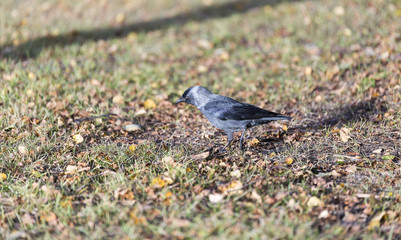 Western Jackdaw Walking on Grass