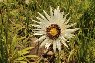 White-yellow "Thistle-leaved Berkheya" flower in Zurich, Switzerland. Its Latin name is Berkheya Cirsiifolia, native to South Africa and Lesotho.