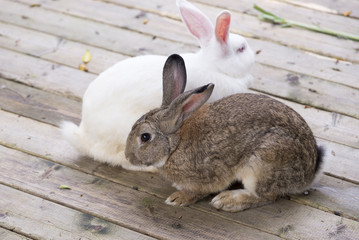 Two rabbits