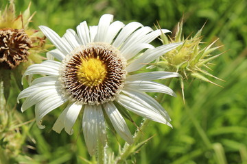 White-yellow 