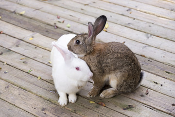 Two rabbits