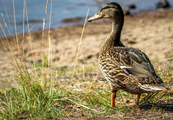 Duck
