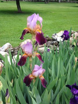 Stunning Irises of Many Colors