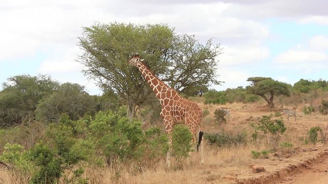 Giraffes