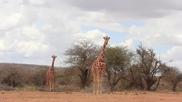 Giraffes