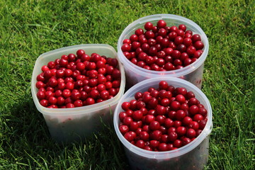 Plastic buckets full of freshly collected ripe cherries on the mown lawn