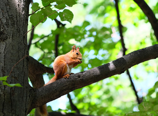 Red squirrel on tree