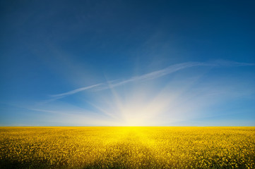 rural field of yellow flowers under the blue cloudy sky. summer (spring, autumn) background