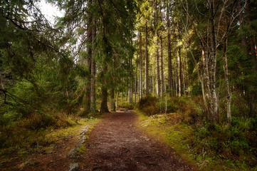 rural road trought the deep green forest. natural summer background