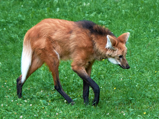 Maned wolf (Chrysocyon brachyurus) © dennisjacobsen
