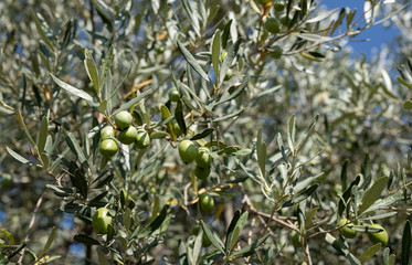 Olives on tress