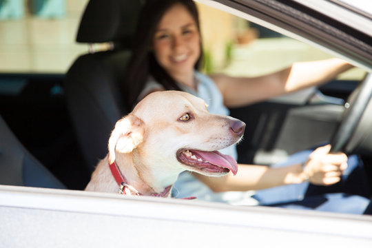 Cute Dog Riding In A Car