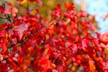 Naklejka na ściany i meble autumn foliage at sunny day