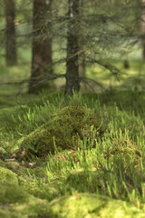 Waldboden mit Heide und Moos