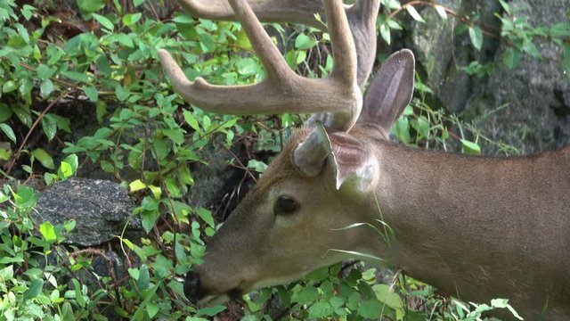 Eight point buck still in velvet eating