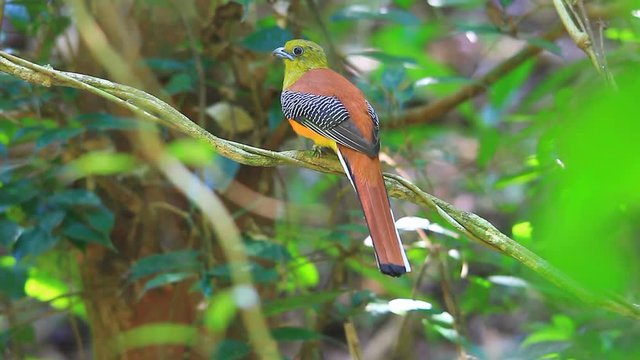 Bird in nature, Orange-breasted Trogon perching on a branch