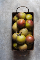 Miniature Seckel pears in a tin basket, gray background 