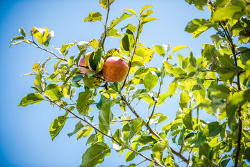 Cluster of apples with sky background