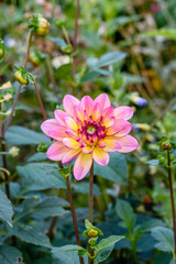 Obraz premium Kräftige Pinke Dahlie in einem Garten