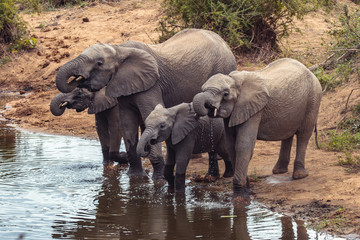Fototapeta na wymiar Elephants drinking water