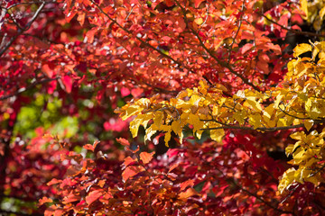 Obraz premium Autumn at Churet, Mazandaran, Iran