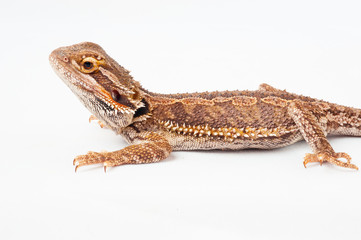 one agama bearded on white background.reptile close-up.