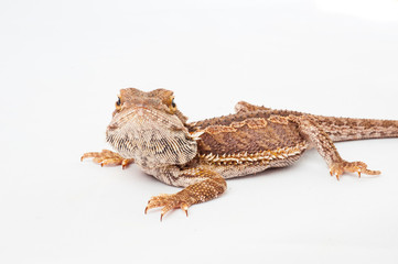 one agama bearded on white background.reptile close-up.