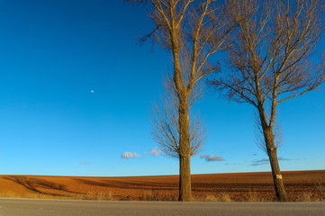 Fototapeta na wymiar Field after harvest, a cupple of trees and the moon.