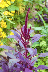 Red amaranth (Amaranthus cruentus)