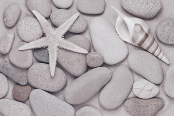 starfish and pebbles on the beach