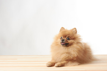 pomeranian dog sitting on wooden table