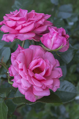Delightful pink floribunda rose Ramira in the garden. Blooming in spring, summer. Garden landscape