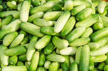 Fresh Cucumber for your Good Helth