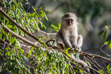 Monkey on a tree