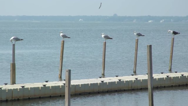 Seagulls pearched on a dock at Ho Hum beach on Fire Island