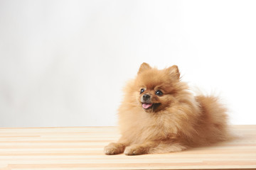 pomeranian dog sitting on wooden table
