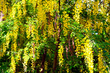 Obraz premium Yellow flowers on a tree as a background.