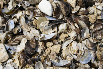 Mixed shells with stones.
