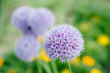 flowers in garden - flowers and plants