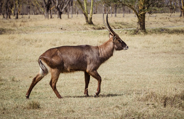 Walking brown antalope
