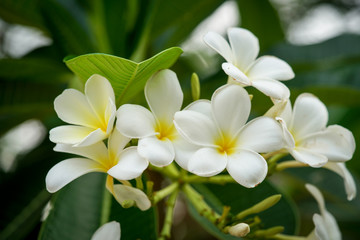 Frangipani