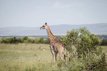 Tall giraffe in africa 2