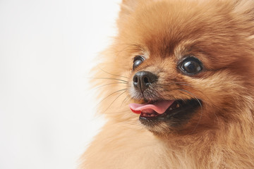 pomeranian dog sitting on wooden table