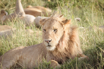 Fototapeta na wymiar Lion relaxes on the savanna 3