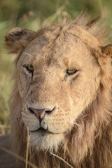 Fototapeta na wymiar Lion relaxes on the savanna 4