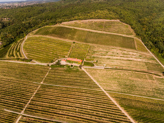 Vineyard from bird eye view