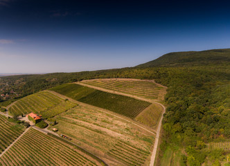 Vineyard from bird eye view