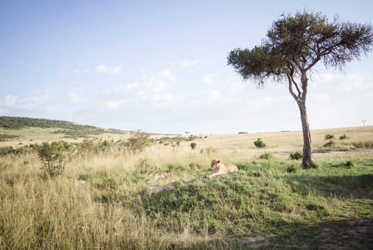 Lion relaxes on the savanna 5