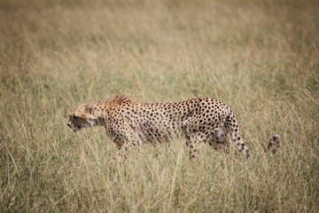 cheetah on the savanna 2