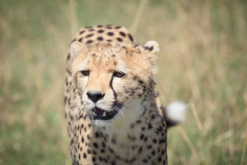Naklejka na ściany i meble cheetah on the savanna 4